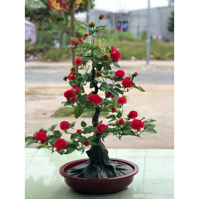 cây Hồng cao ~ 90 cm