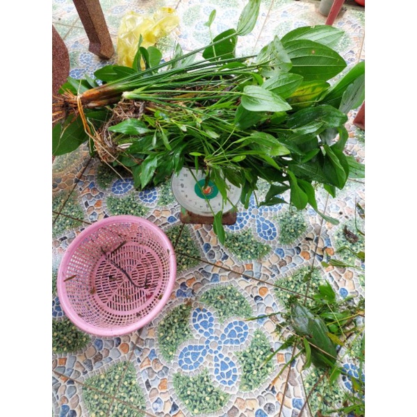 COMBO RẺ VÔ ĐỊCH - 32 LOẠI CÂY THUỶ SINH
