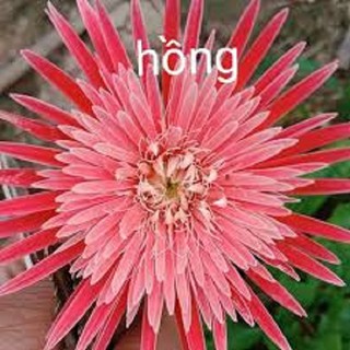 COMBO 20 CÂY GIỐNG HOA ĐỒNG TIỀN CỔ CÁNH KÉP