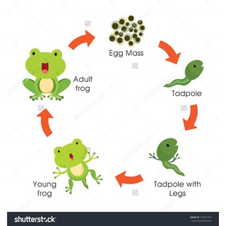 BỘ HỌC LIỆU VÒNG ĐỜI NGƯỜI ĐỘNG THỰC VẬT