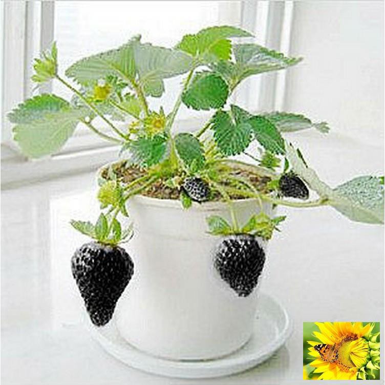 100 Hạt giống Dâu tây Đen Chịu Nhiệt