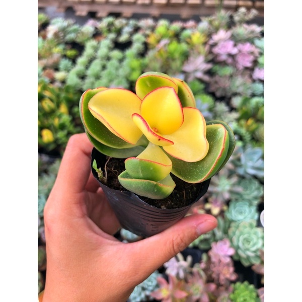 Sen Đá Thạch Bích Var Vàng Size Bầu 5cm Hư 1 Đổi 1