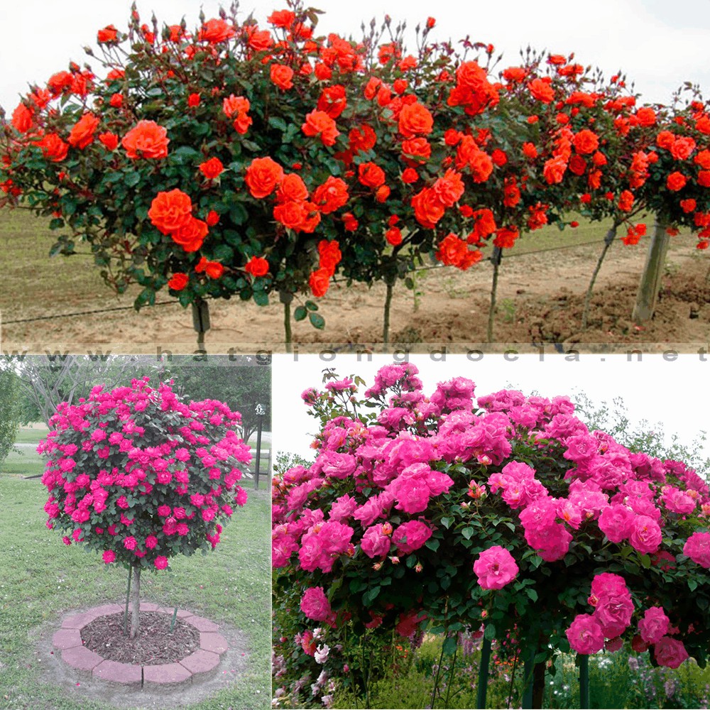 Hạt giống hoa hồng thân gỗ Tree Rose nhiều màu 20 hạt_ tặng kèm 3 viên  nén ươm hạt