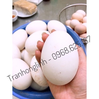 Trứng Ngỗng