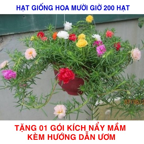 200 Hạt giống hoa Mười giờ nhiều màu