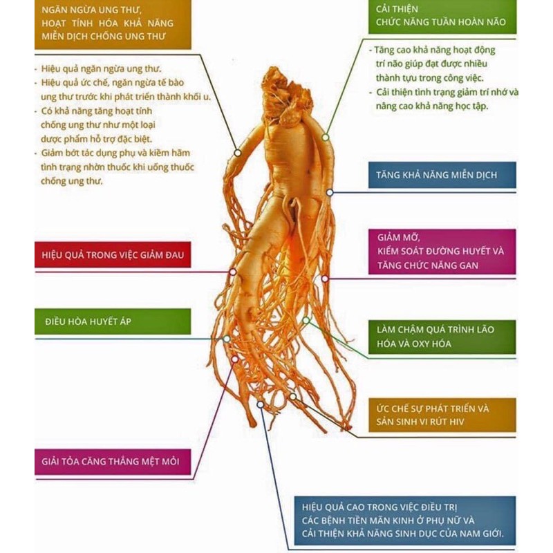 Nhân sâm tươi Hàn Quốc 118k/1 củ | BigBuy360 - bigbuy360.vn