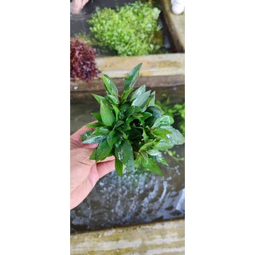 Đại Liễu Lùn Giá Thể-Huấn-Sinh-Vật-Cảnh