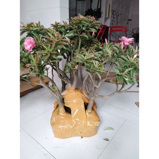 Sứ kỳ duyên (làng hoa sađéc)