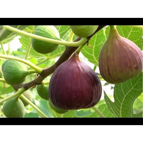 10 hạt giống sung Mỹ