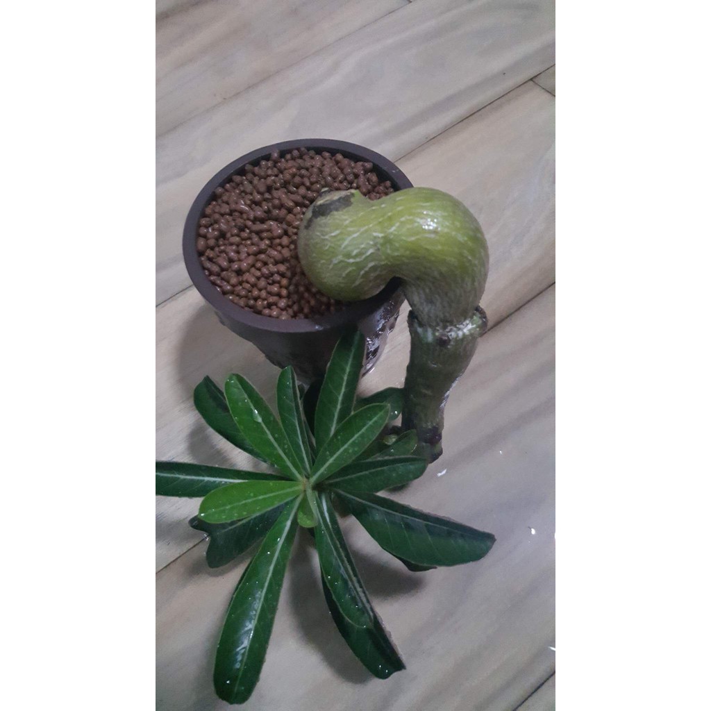 Túi 1 lít size M - Đất Sét Nung Popper Trồng Sen Đá Bonsai Hàng Thailand