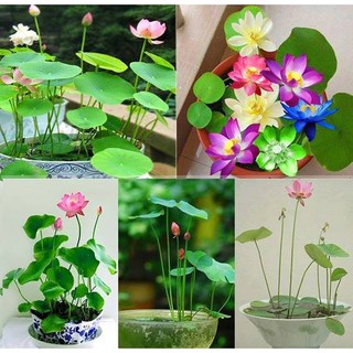 5 hạt giống hoa sen mini nhật