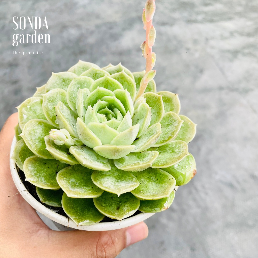 Sen đá ngọc bích SONDA GARDEN size trung bình 10-12cm, cây cảnh trang trí nhà cửa, lỗi 1 đổi 1