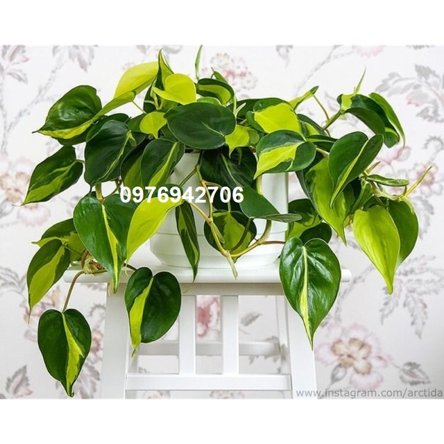 Trầu bà var sọc Brazil Philodendron -thanh lọc không khí-thích hợp văn phòng, nhà ở, sân vườn