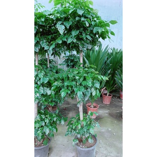 Cây Hạnh Phúc 3 Tầng Lớn (chỉ giao hcm)