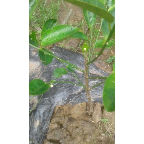 Cây chanh không hạt tứ quý
