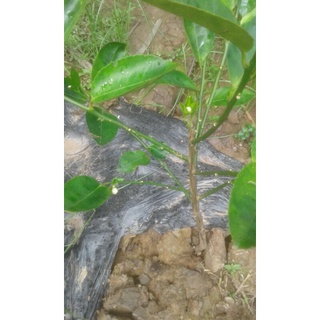 Cây chanh không hạt tứ quý