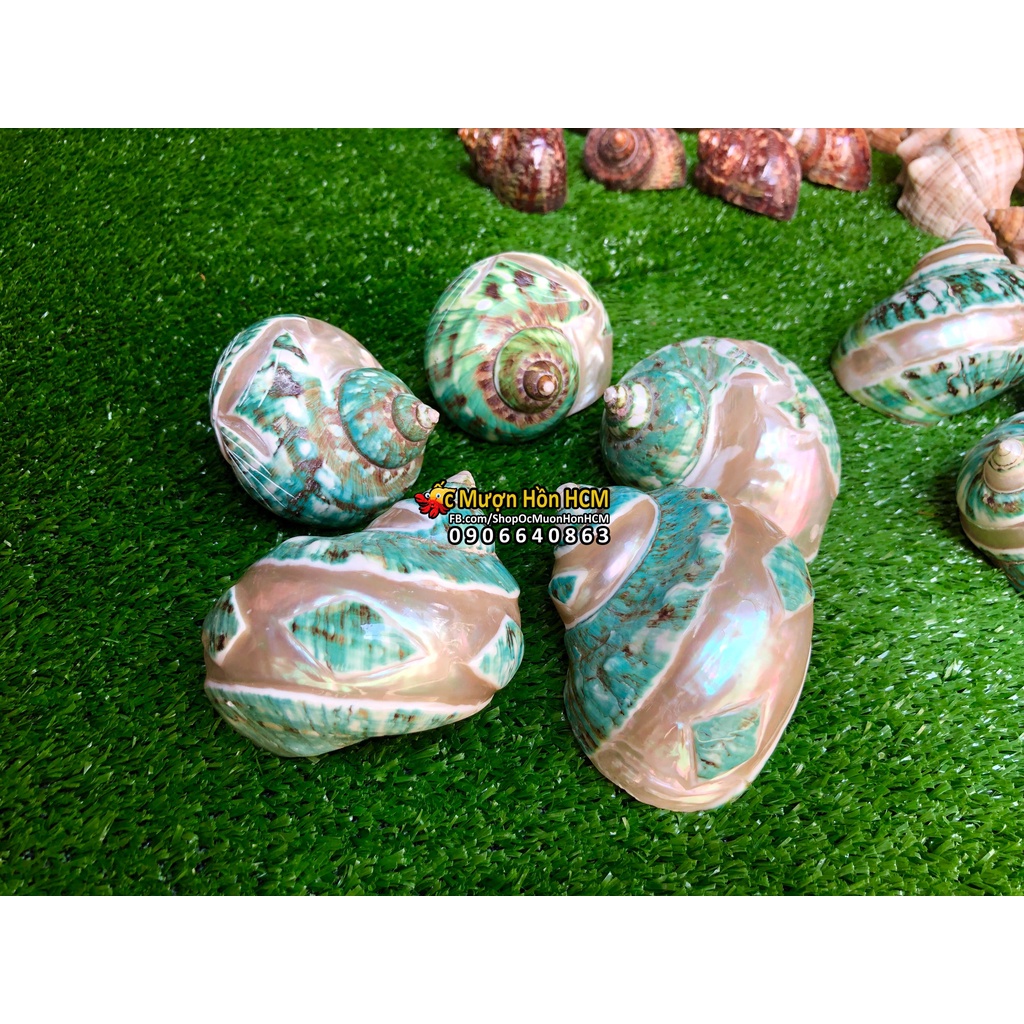 Chậu trồng cây để bàn phong cách độc đáo, Vỏ Ốc Xà cừ xanh đỏ tự nhiên - trồng cây xương rồng, sen đá cảnh