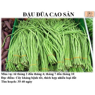 Hạt giống đậu đũa Hoa sen F1-901,25g .