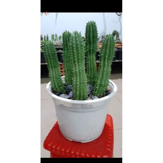 Xương rồng trụ euphoria