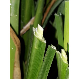 Cỏ Vetiver rễ trần