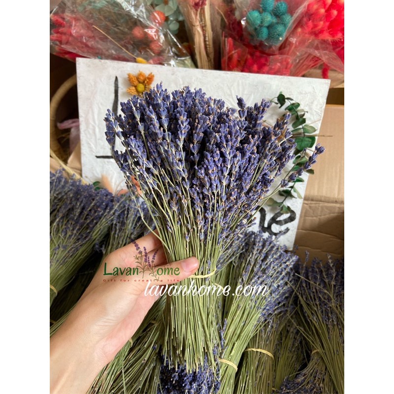 Hoa khô lavender (hoa oải hương) Pháp - Cam kết hoa đúng chất lượng