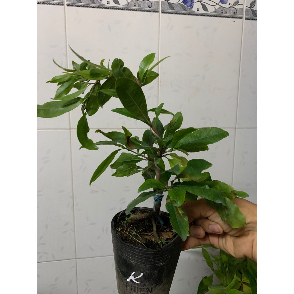 Hoa mai kem cây giống