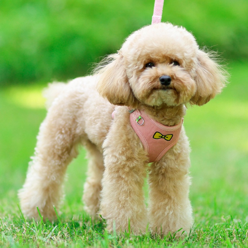 Dây Dắt Thú Cưng Đi Dạo Bằng Vải Nhung Thêu Hình Trái Tim Kích Thước Nhỏ Và Vừa