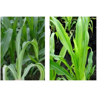 Thuốc trừ bệnh Phytocide 50WP 80g