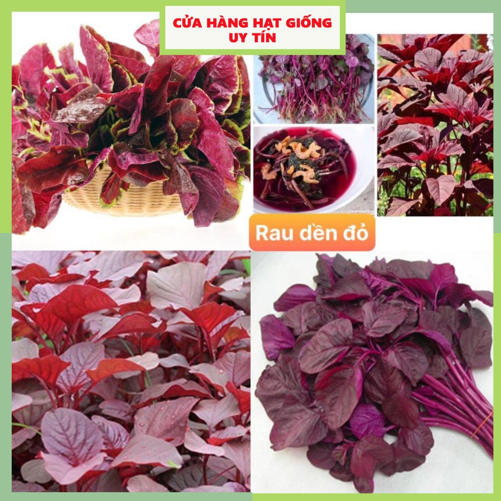 Hạt giống rau dền đỏ F1 Loại dễ trồng kháng sâu bệnh năng suất cao [ Gói 200gram, 500gram, 1kg]