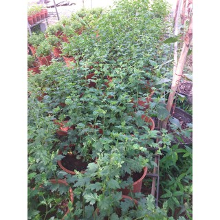 cúc làm trà (cúc cổ, cúc kim, cúc chi, cúc bạch)- Chậu to