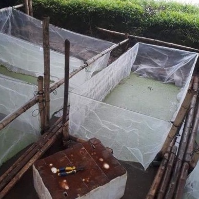 Tráng nuôi ốc nhồi mới nở - mã 2x1x0,6