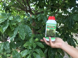BUNG ĐỌT RA RỄ MAI VÀNG - 500ml