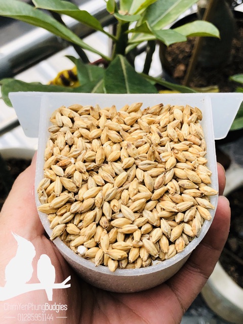 4kg hạt đại mạch (Barley Seed) dinh dưỡng cho Pet.