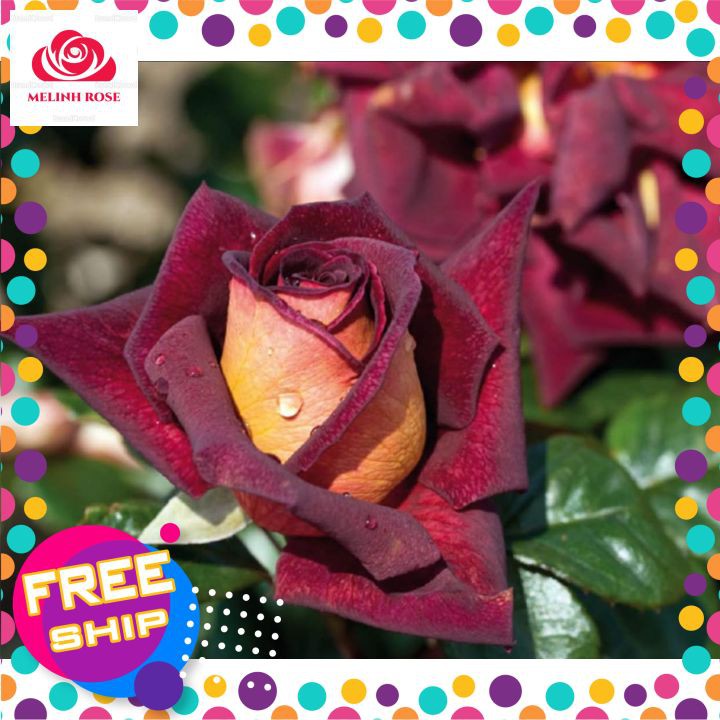 Hoa hồng ngoại Dark Night – Nét đẹp huyền bí và đầy ma mị nhất- Vườn Hoa Melinhrose