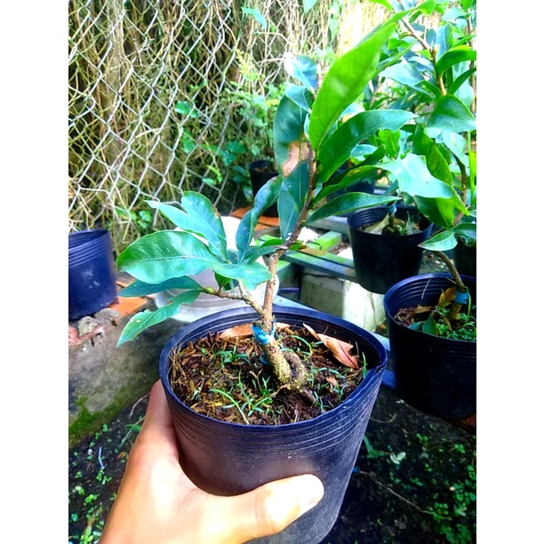 Mai Tết 2022 Bonsai Mini