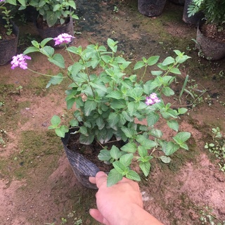 Cây hoa ngũ sắc tím rủ,Vàng rủ trồng sẵn bầu ổn định tán xum ra hoa quanh năm toả hương dịu nhẹ dễ trồng dễ chăm sóc