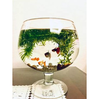 Ly Chân Thủy Tinh Nuôi Cá/Trồng Cây Thuỷ Sinh/Đựng Trân Châu...(Nhiều Cỡ)