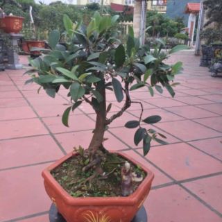Cây giông Sim ăn quả