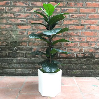 Cây giả - Cây bàng 1 thân giả trang trí 80cm không bao gồm chậu