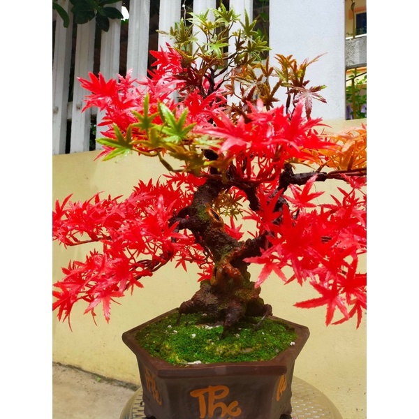 Gốc cây bonsai, thân cây bonsai dáng trực huyền, huyền đổ, làm hoa mai đào handmade