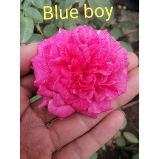 Cây hoa hồng ngoại blue boy