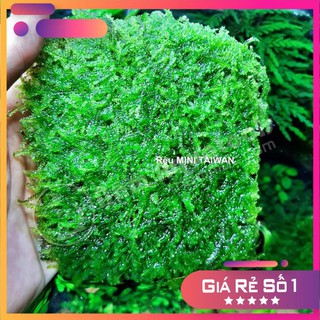 ☘ Rêu Mini TaiWan - Rêu Gắn Bonsai, gắn layout thuỷ sinh, bể cá cảnh
