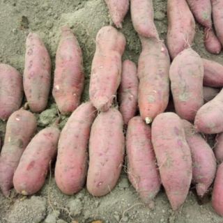 Khoai lang giống nhật (1kg)