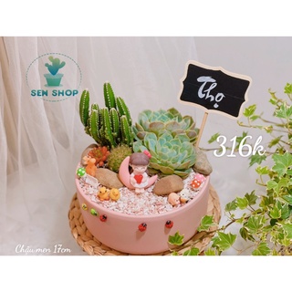 Tiểu cảnh sen đá