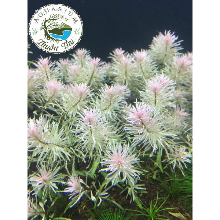 Cây bạch thái dương cây thủy sinh cắt cắm