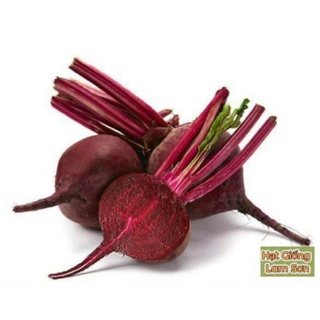 HẠT GIỐNG CỦ DỀN ĐỎ - Dễ Trồng, Trồng Quanh Năm 3 Miền.