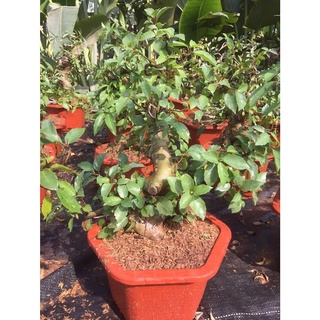 ( GIẢM SÂU) CÒN HÀNG Cây Sung Bonsai