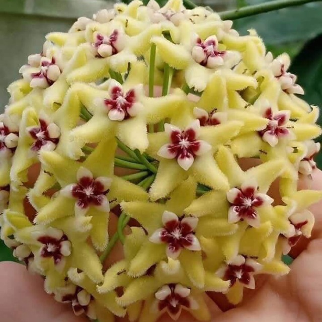 CẨM CÙ HALCONENSIS