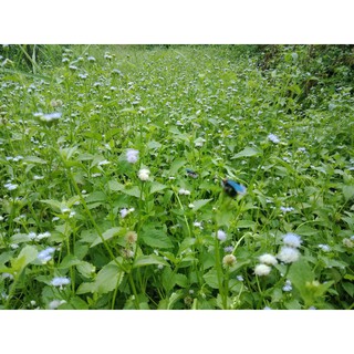 Cỏ ngũ sắc/cỏ hôi/cỏ cứt lợn khô 500gr