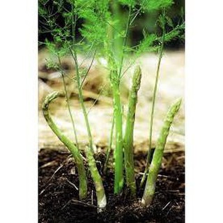 [SIÊU RẺ]Hạt Giống Măng Tây Xanh
